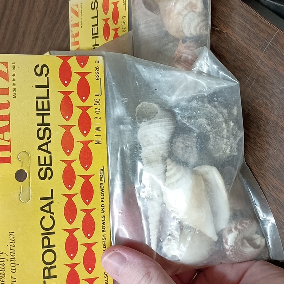 Seashells ⛱️ - Picture 2 of 2